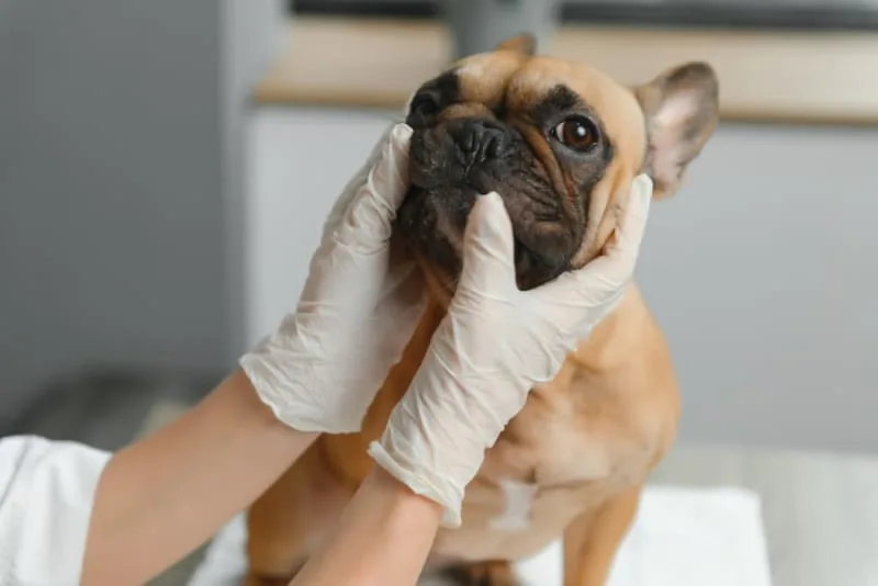 Routine Vet Exams: Why Are Regular Veterinary Checkups Important?