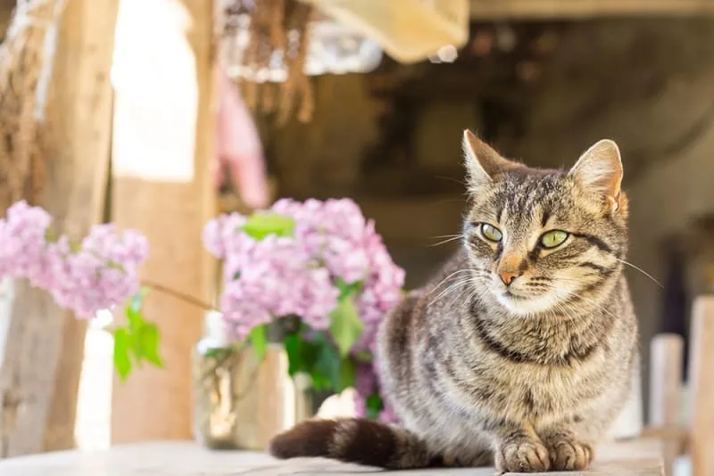 A Pet Parent's Guide to Rabies in Cats