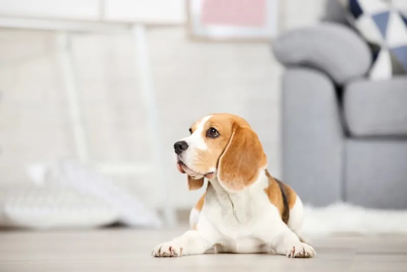 Chronic Kidney Failure in Dogs