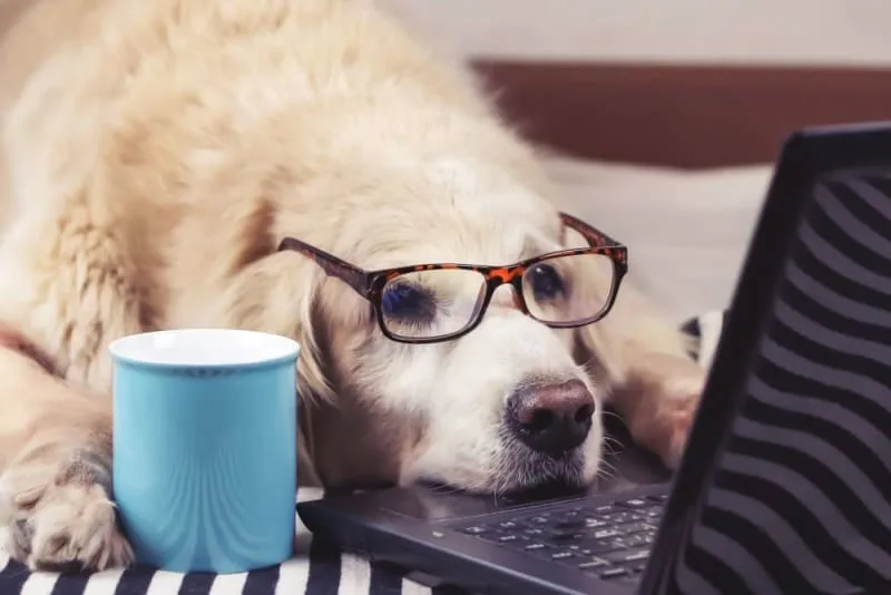 Benefits of Pet Wellness Plans