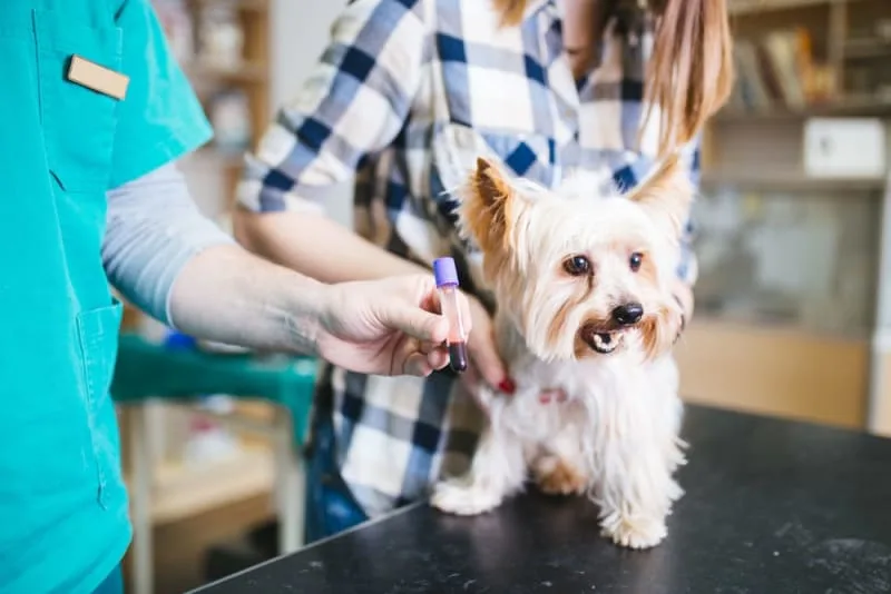 Understanding Blood Tests for Dogs