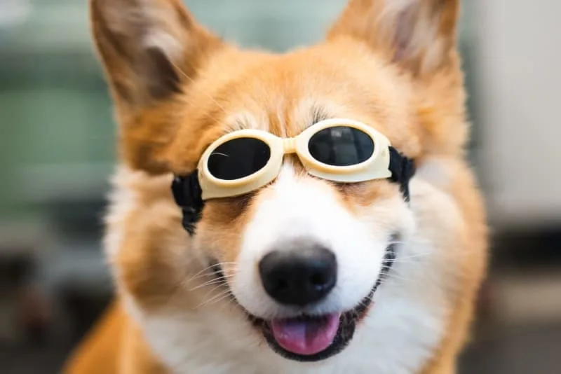 What Medical Conditions Can Cold Laser Therapy Treat In Dogs