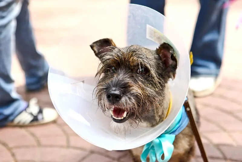 Dog Surgery 101