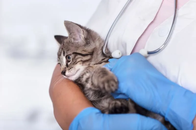 Kitten's First Vet Visit Checklist