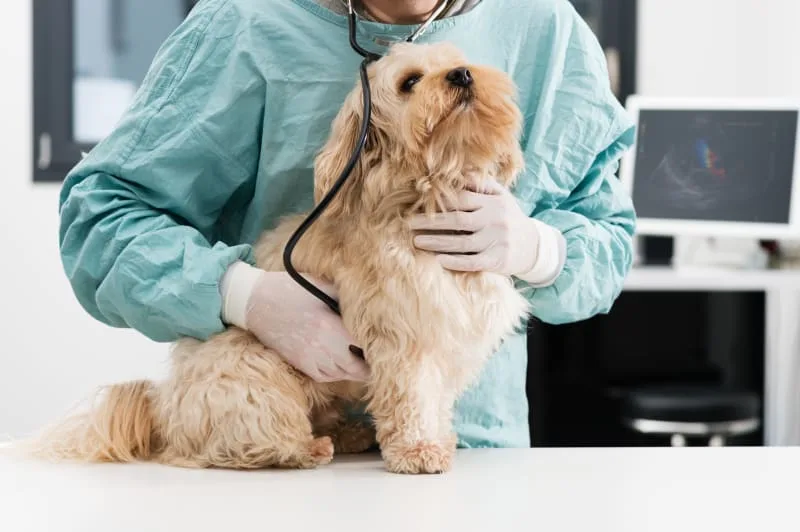 Pet Wellness Plans vs Pet Insurance
