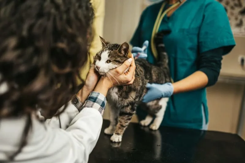 How often should you take a cat to the vet?