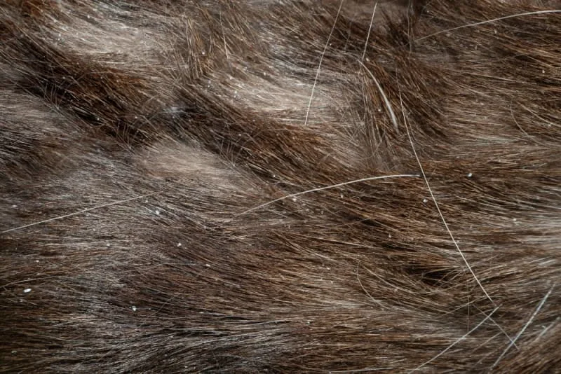 Dandruff in Dogs: Causes & Treatment