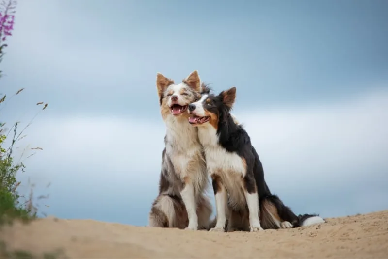 Is it better to have two dogs?