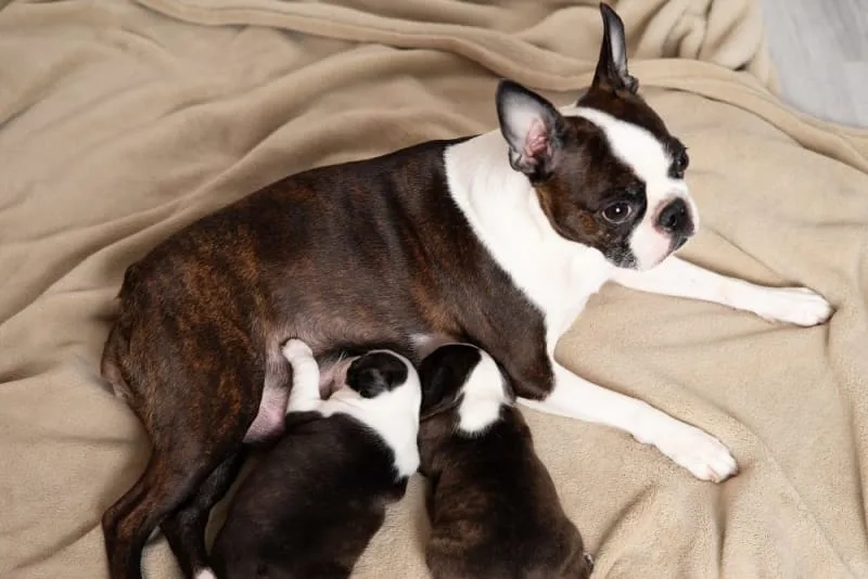 C-Section for Dogs: Everything You Should Know