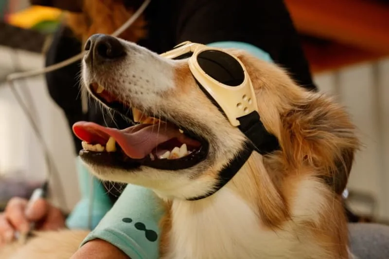 What Is Veterinary Cold Laser Therapy?