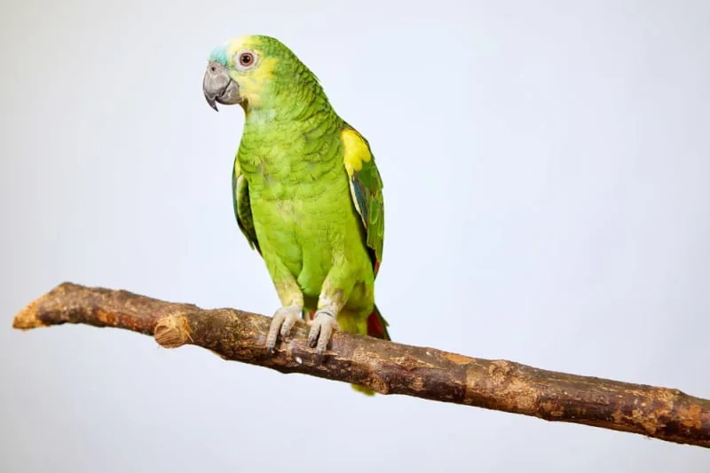 The Best Talking Birds to Have as Pets
