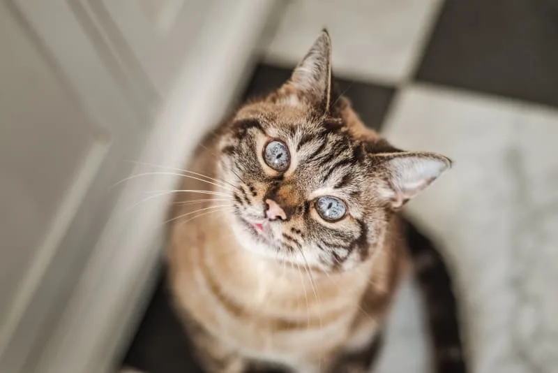 Matted Cat Hair: How to Clean an Older Cat's Fur