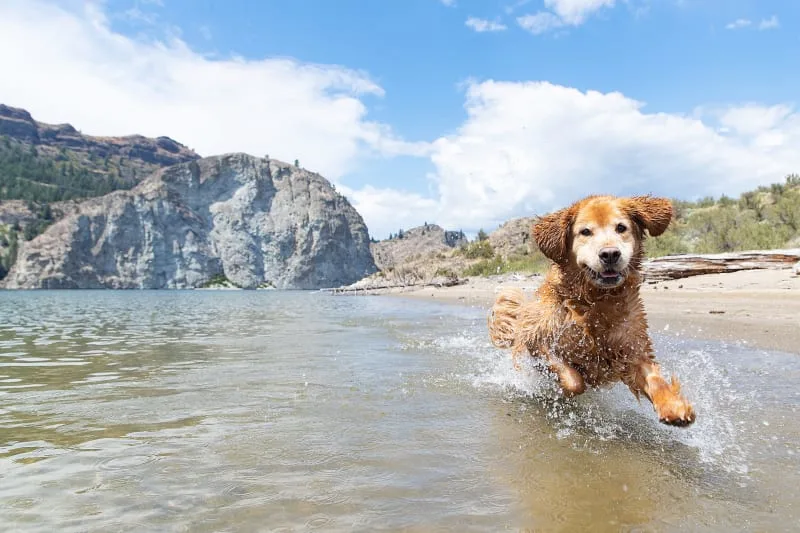 Heatstroke in Dogs: Symptoms, Causes & What to Do