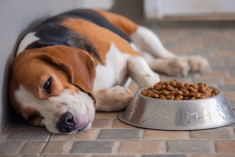 Fatty Tumor (Lipoma) in Dogs