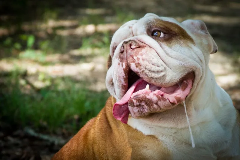 Drooling in Dogs: Why They Do it & What to Do