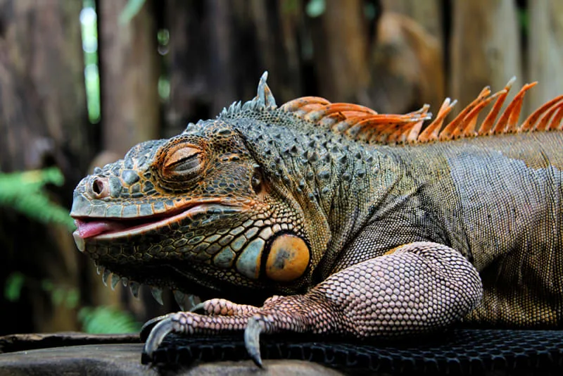 Considering a Pet Iguana? Here's What You Need to Know