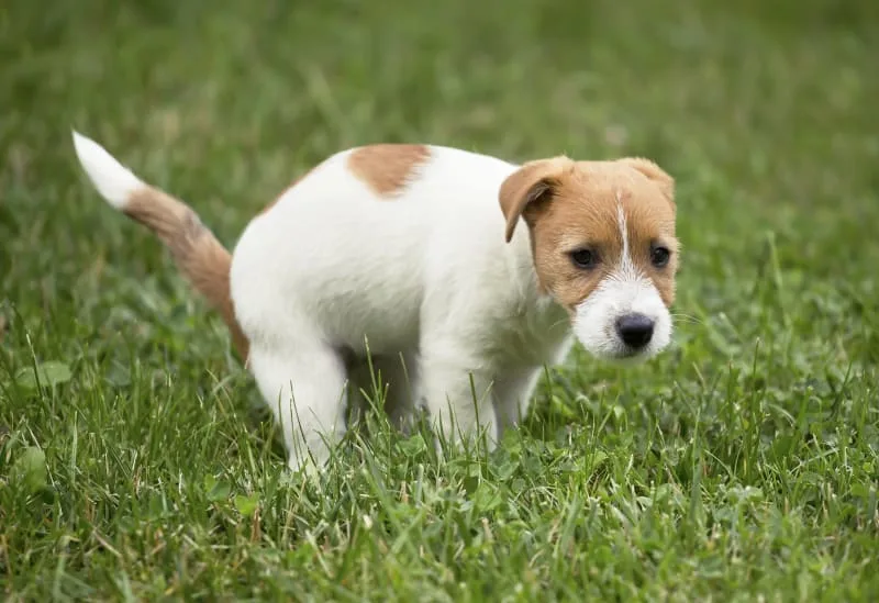 What Causes Diarrhea in Dogs?