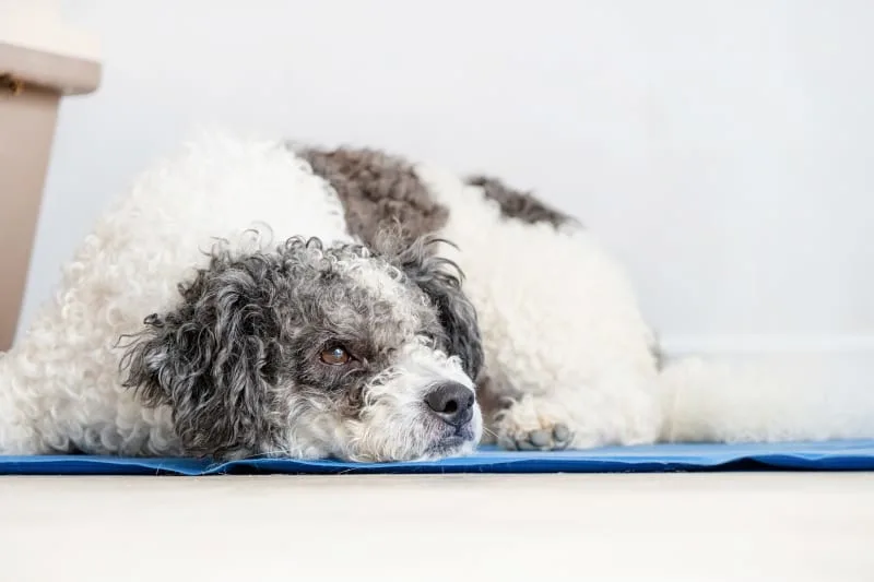 Distemper in Dogs