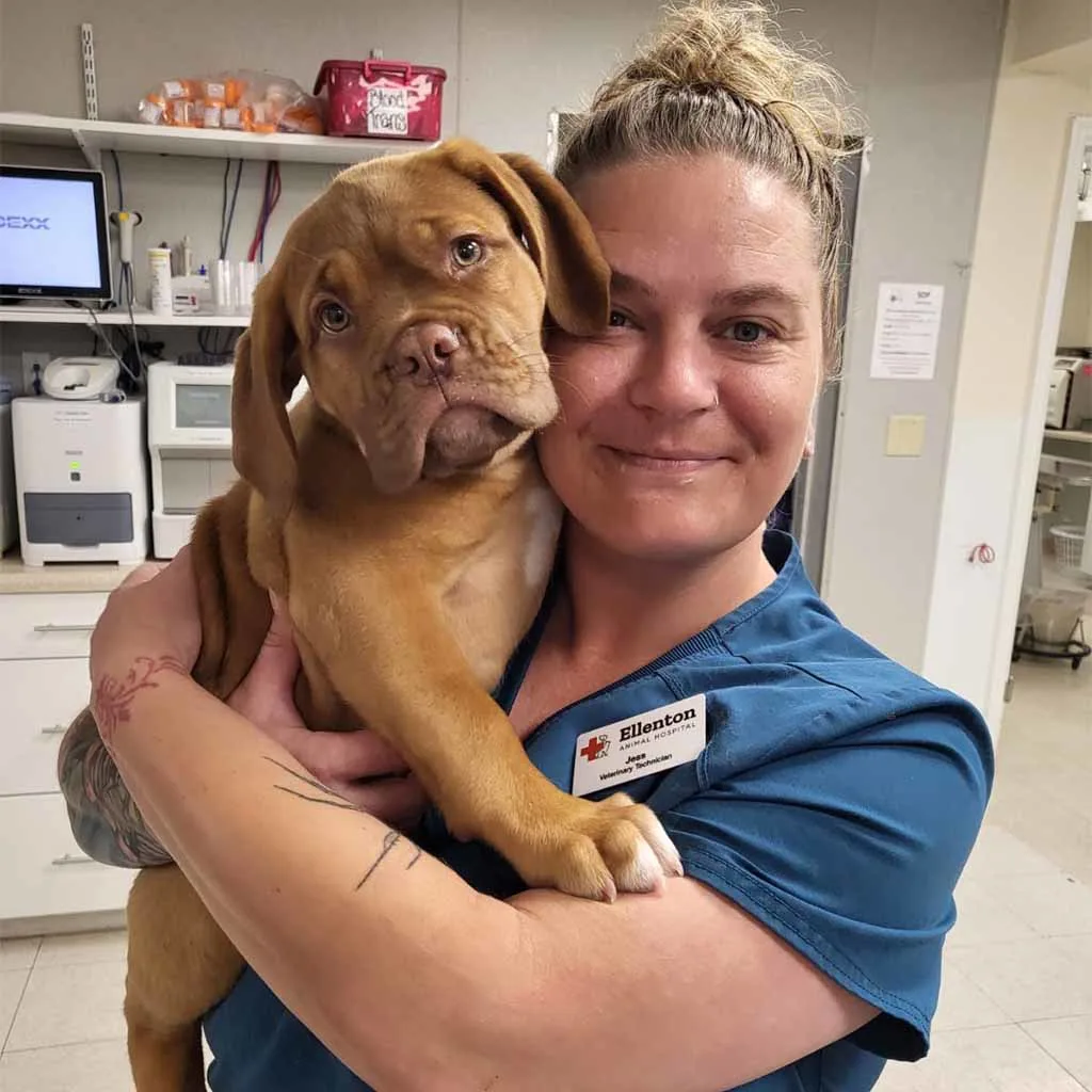 Our Veterinary Team