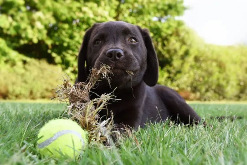 Dogs Eating Grass: Why Do They Do It & Is It Safe?