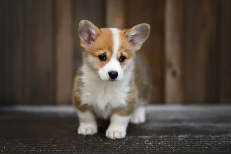 What is whipworm in dogs? Causes, Treatment & Prevention