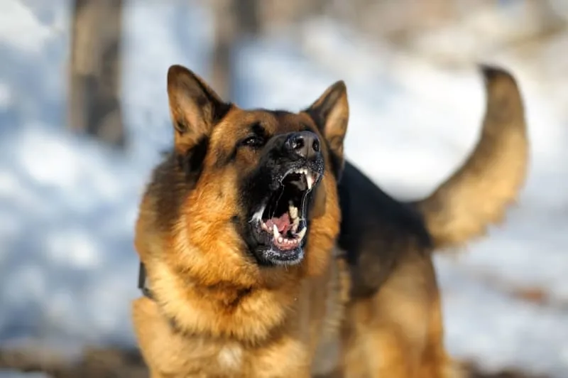 Rabies in Dogs: What You Should Know