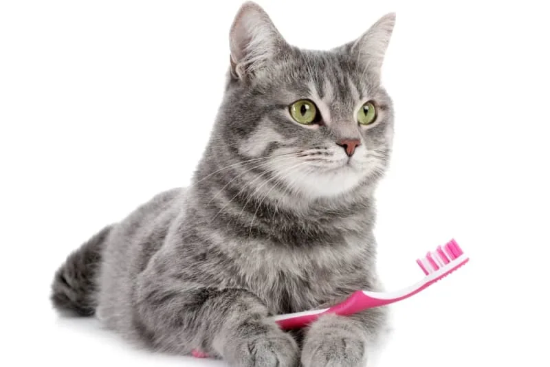 Cat Teeth Cleaning: How to Clean Cat's Teeth?