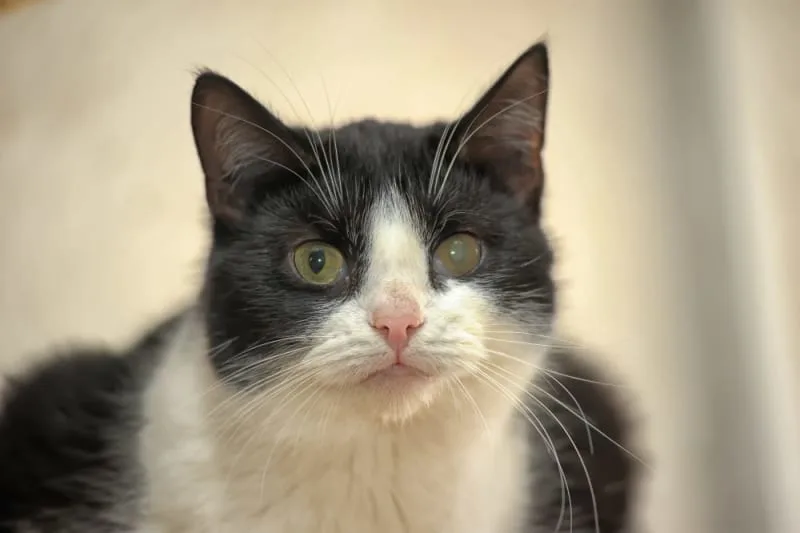 Cataracts in Cats