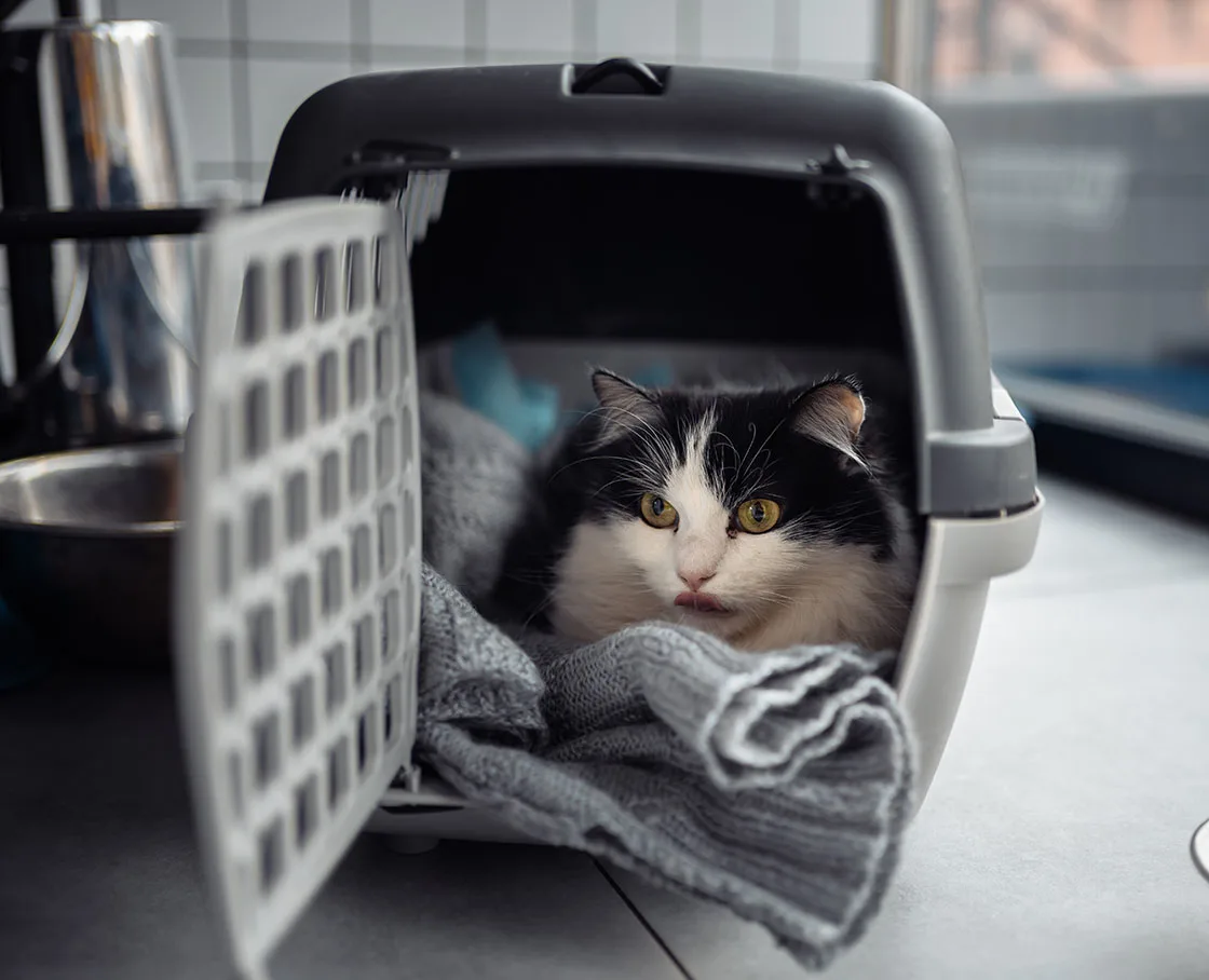 black and white cat in carrier