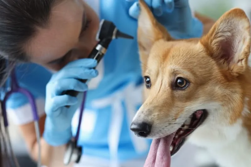 Ear Infections in Dogs