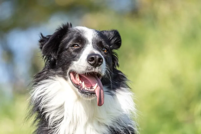 Heatstroke Symptoms in Dogs & How Heatstroke Can Be Treated
