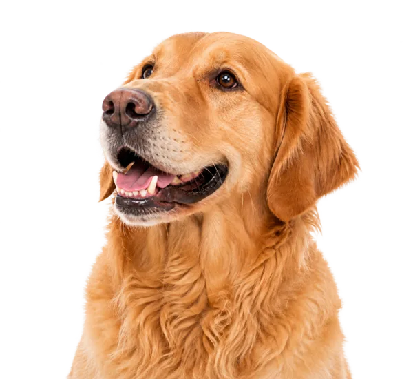 A Golden Retriever with a happy expression, looking upward.