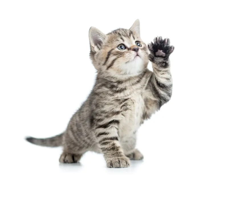 Help! Should I take my cat to the vet for limping?
