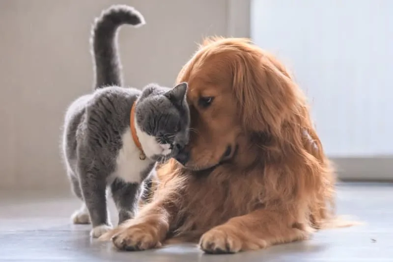 Pet Wellness Plans vs Pet Insurance