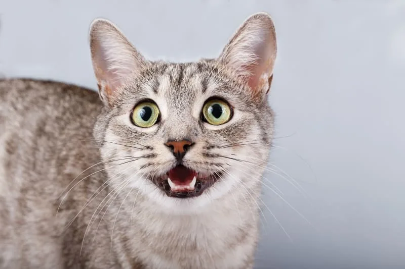 Cat Dental Care: Keeping Your Cat's Teeth Clean