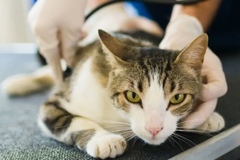 Emergencies in Cats