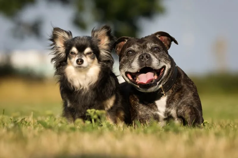 When Is a Dog Considered a Senior?