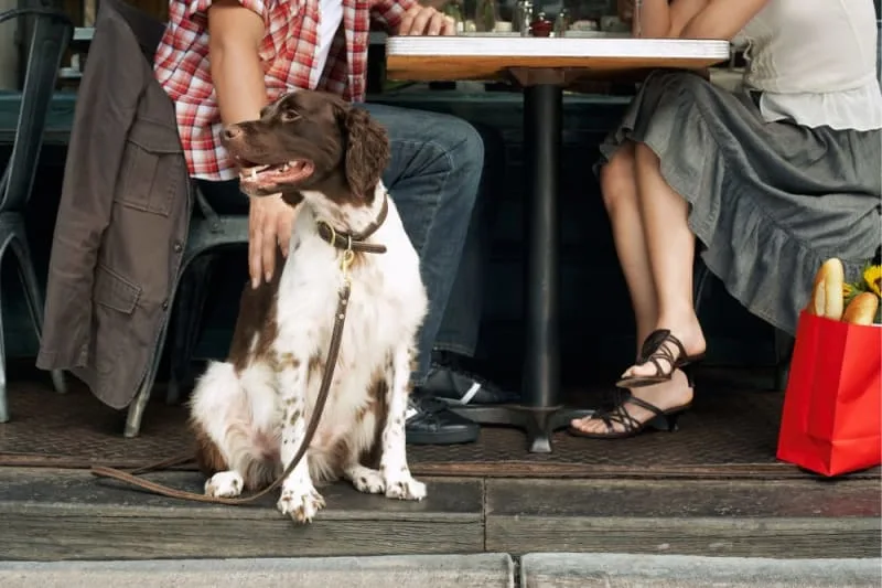 Dog-Friendly Restaurants & Coffee Shops in Parrish, Ellenton, Palmetto, & Lakewood Ranch, FL