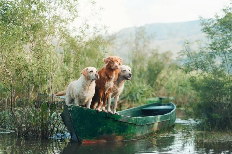 A Pet Parent's Guide to Cushing's Disease in Dogs