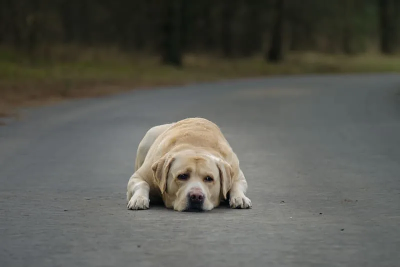 Congestive Heart Failure in Dogs