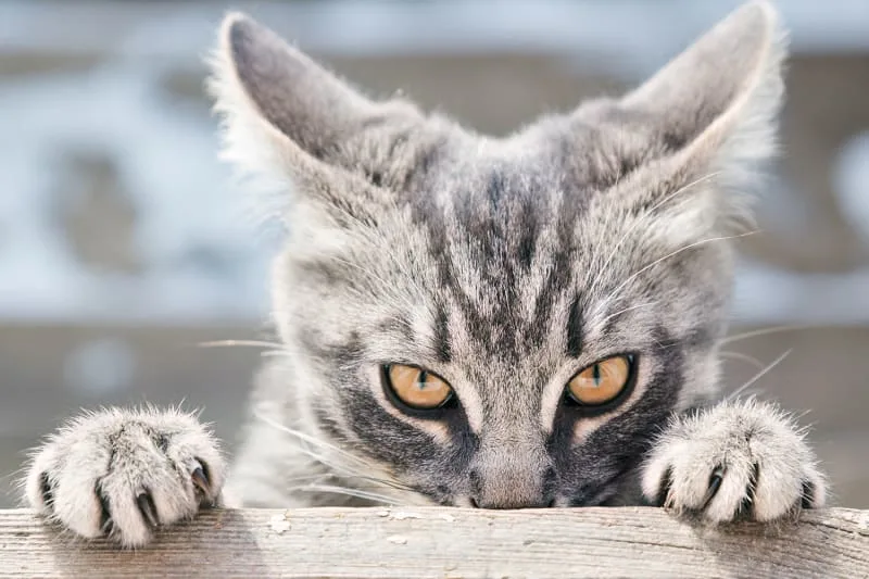 Cat Rabies—Signs & Prevention