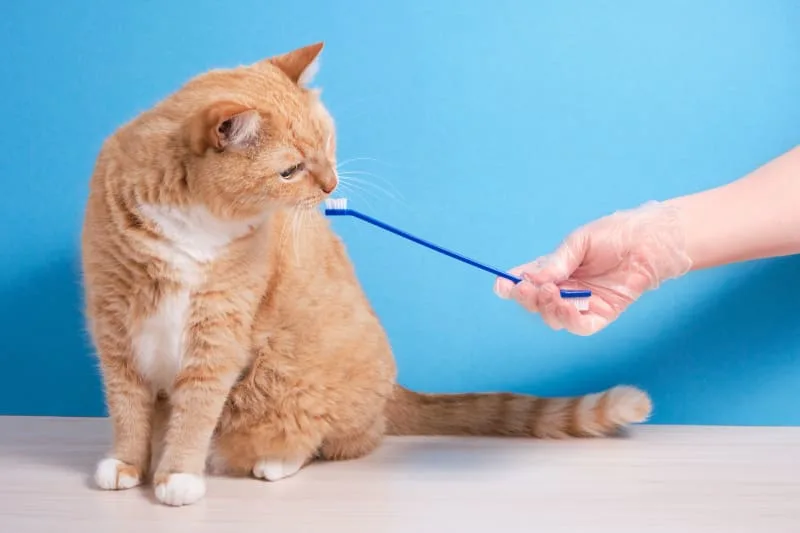 Common Cat Dental Problems