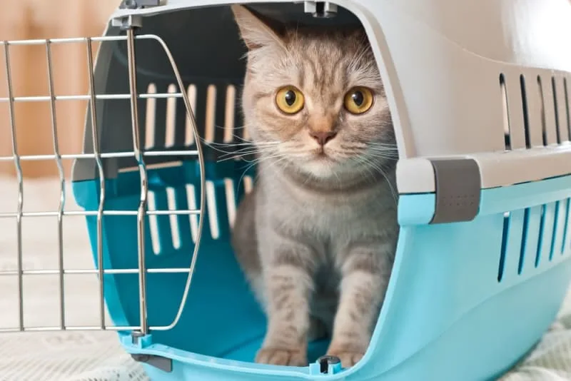 How to Travel With a Cat: Tips for a Low-Stress Trip
