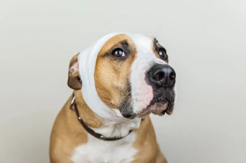 Ear Hematoma Surgery in Dogs