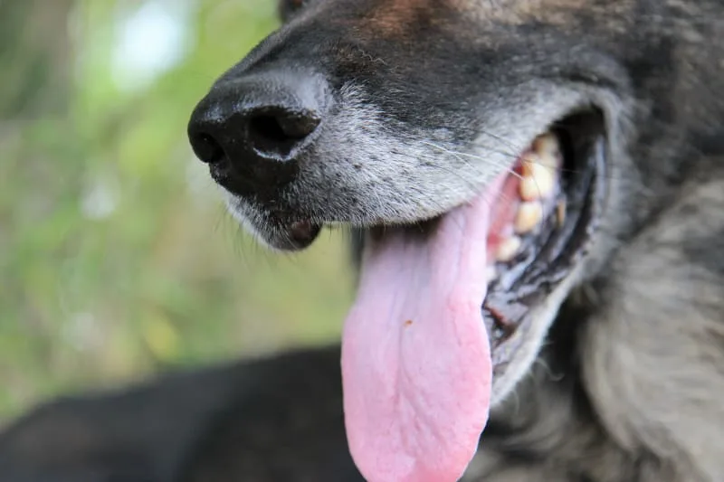 Why Does My Dogs Breath Smell So Bad?