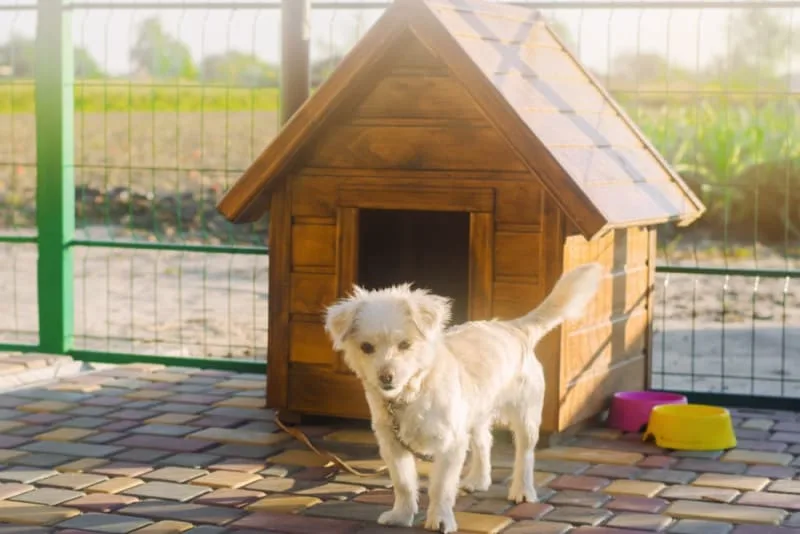 Dog Boarding: What to Look for When Boarding Your Dog