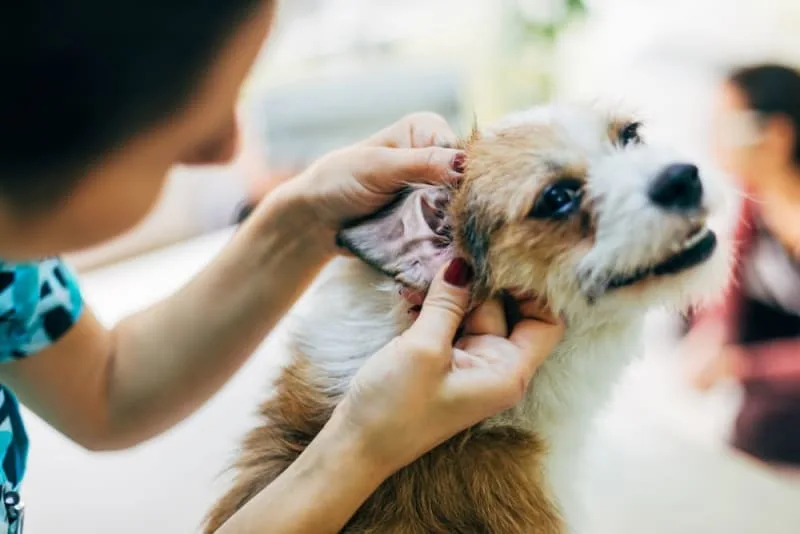 Treatment of Ear Infection in Dogs
