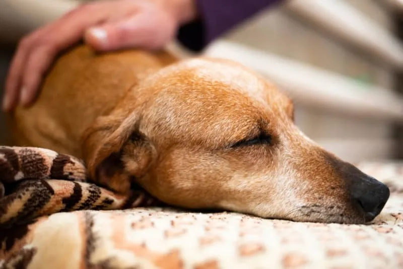 Importance of Parasite Control for Dogs