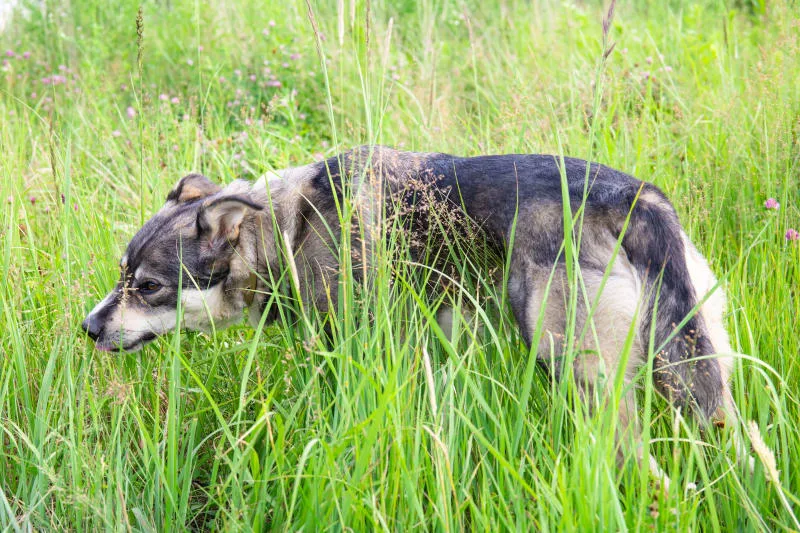 Dogs Eating Grass: Why Do They Do It?