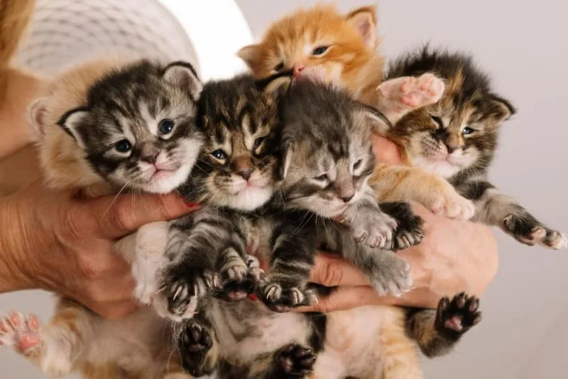 How old do kittens have to be to get fixed?